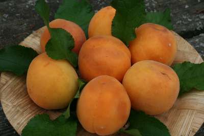 Tomcot Apricot Trees