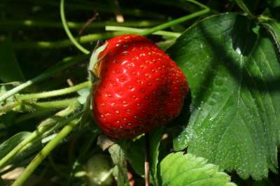 Totem Strawberry Plants