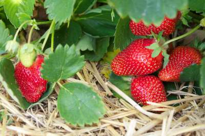 Tribute Strawberry Plants