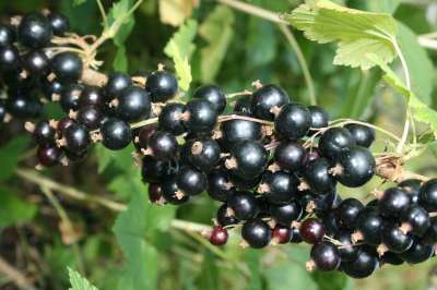 Tsema blackcurrant bushes