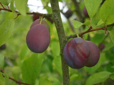 Valour Plum Trees