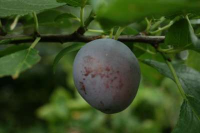 Verity Plum Trees