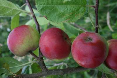 Vistabella Apple tree