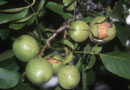 Broadview Walnut Trees