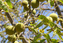 Juglans Nigra (The Black Walnut) Walnut Trees