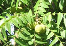 Rita Walnut Trees