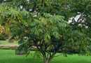 Juglans Regia (The Common Walnut) Walnut Trees