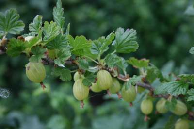 White Lion Gooseberry Bushes