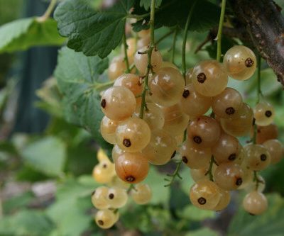 Cordons Whitecurrant Bushes