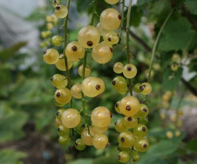 White Grape Whitecurrant Bushes