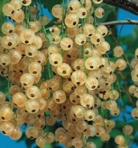 White Pearl Whitecurrant Bushes