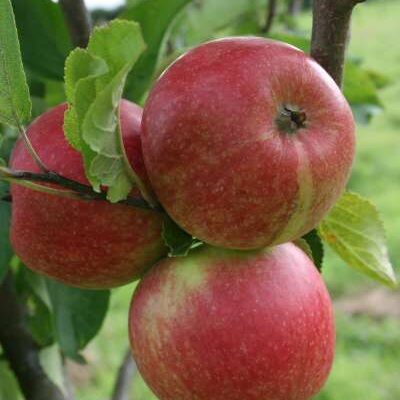Winston Apple Trees