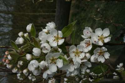 Winter Nellis Pear Trees