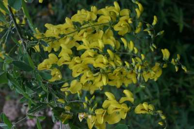 Laburnum 'Yellow Rocket' Space saving