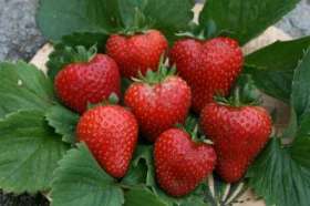 alice strawberries