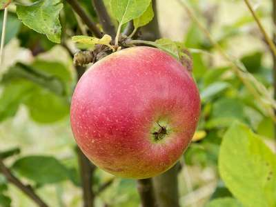 Alkmene Apple Trees