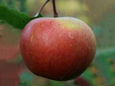 Allington Pippin Apple Trees