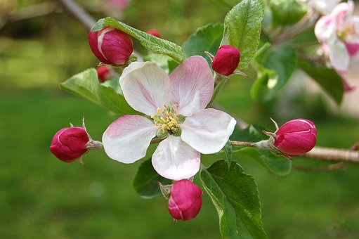apple blossom