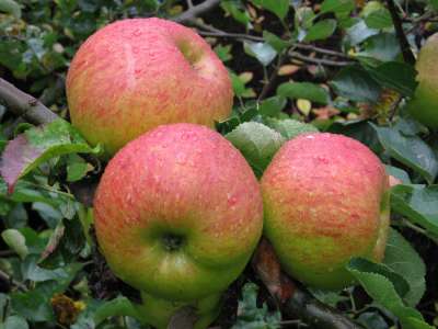 Cobra Apple Trees