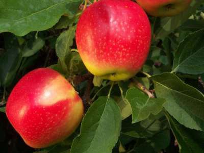 Sunrise Apple Trees