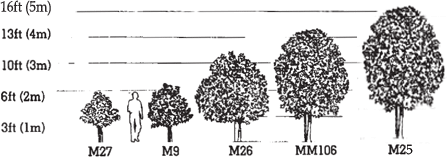 Apple Tree Rootstock Examples