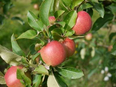 Rajka Apple Trees