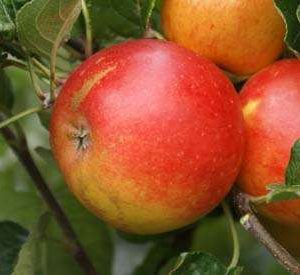 Bakers Delicious Apple Tree