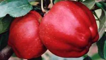 Apple trees - Connoisseurs & Heirloom
