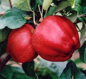 Bloody Ploughman Apple Trees