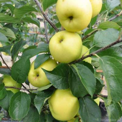 C Grimes Golden apple tree