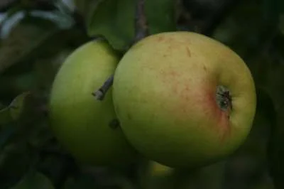 Apple Norfolk Apple Pie Cooking Apple