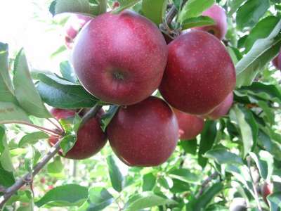 Red Prince Apple Trees
