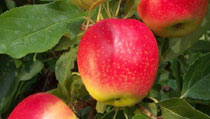 Apple Trees For Sale