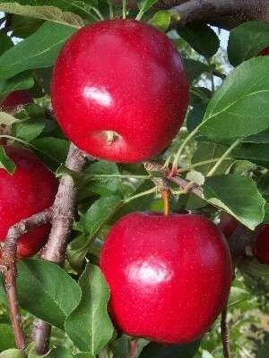 Gloster 69 Apple tree