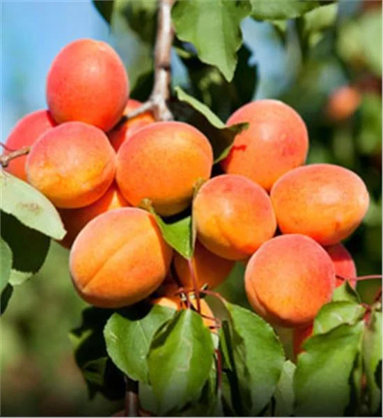 apricot variety moorpark
