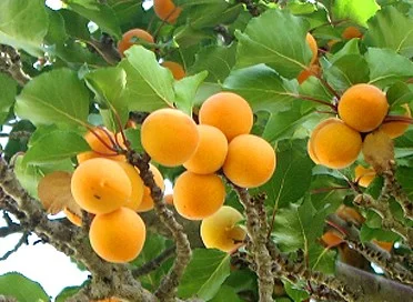 apricot tree