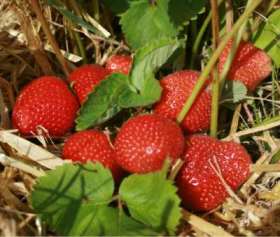 aromel strawberries