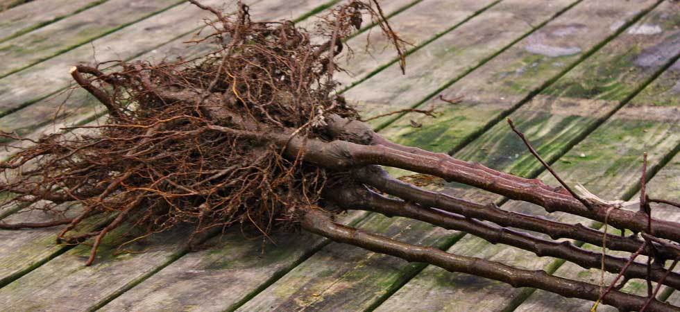 bare root fruit trees