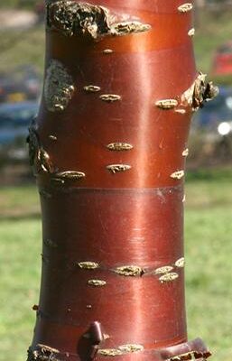 Birch Black Cherry Japanese Flowering Cherry Plants