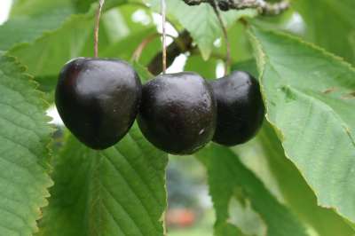 Black Heart Cherry Tree