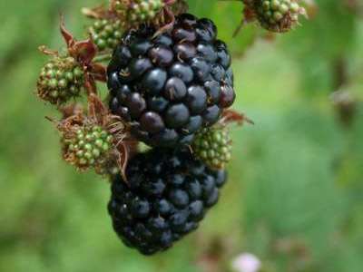 Black Satin Blackberry Bushes