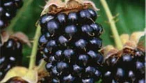 Blackberries