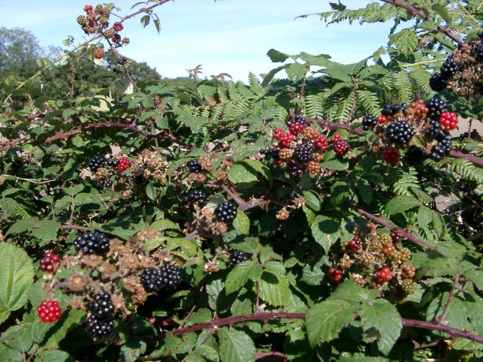 hedge of blackberries