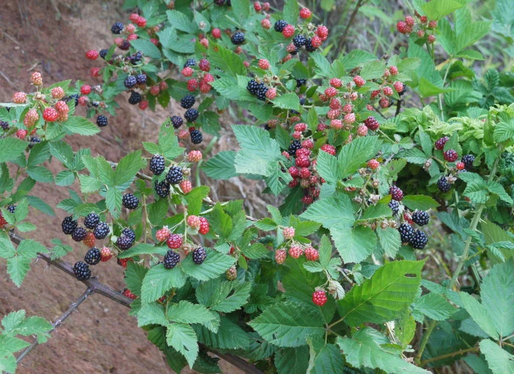 blackberry plants