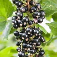 blackcurrant bush