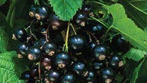 Blackcurrant Bushes