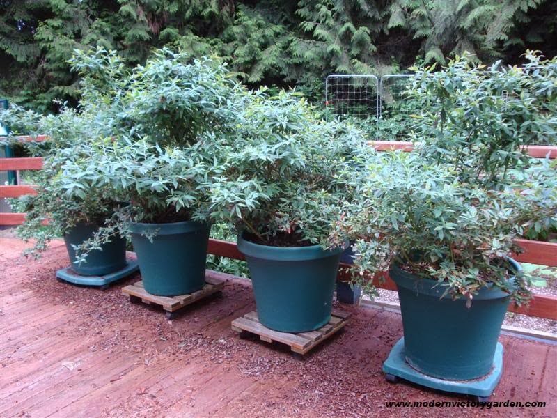 blueberries growing in containers