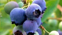 Blueberries