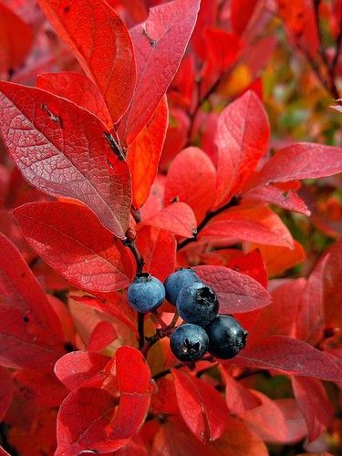 blueberry colourful leaf