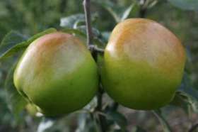 Bountiful cooking apple tree